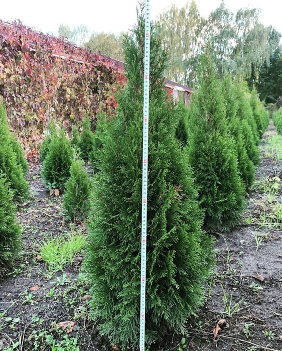 Саджанці : туя , самшит, ялівець, бересклет , Кипарисовик