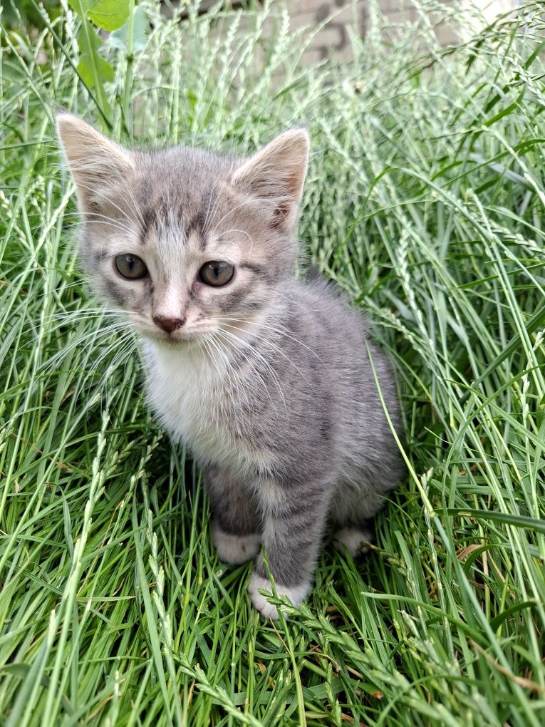Отдам котят в любящие руки котята котик коты кот