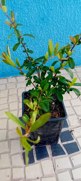 Pyracantha Coccinea arbusto para sebes