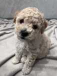 Bichpoo/Poochon/Maltipoo. Pudel/Bichon Frise