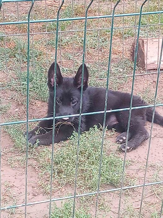 Німецька вівчарка. Чорні, чепрачні