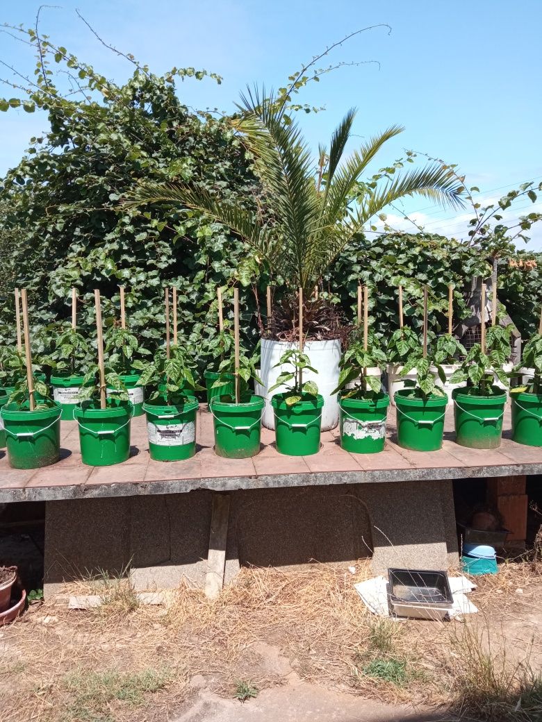 Plantas de malaguetas Carolina reaper e ghost pepper já transplantadas