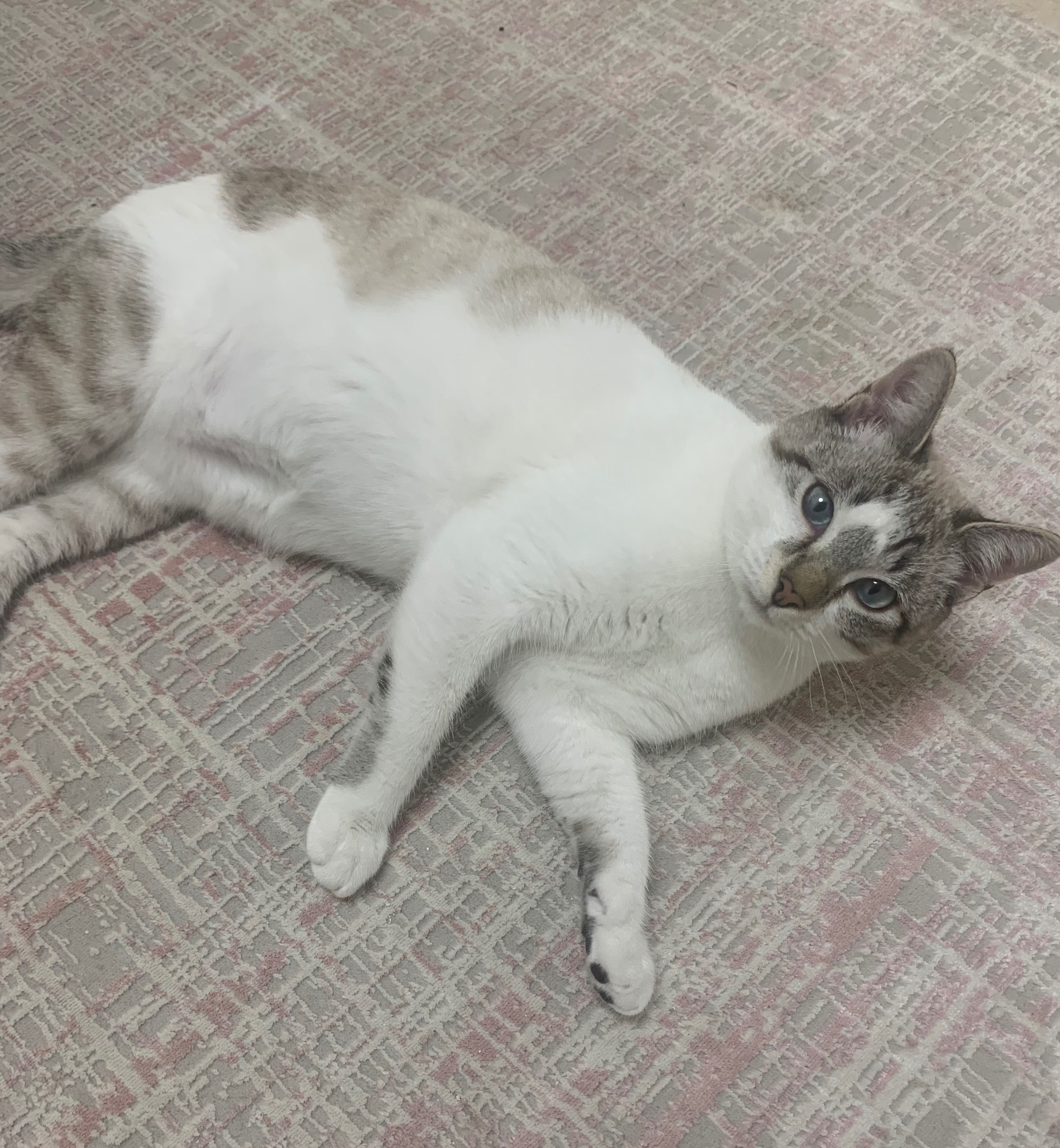 Gato pardo de olhos azuis macho