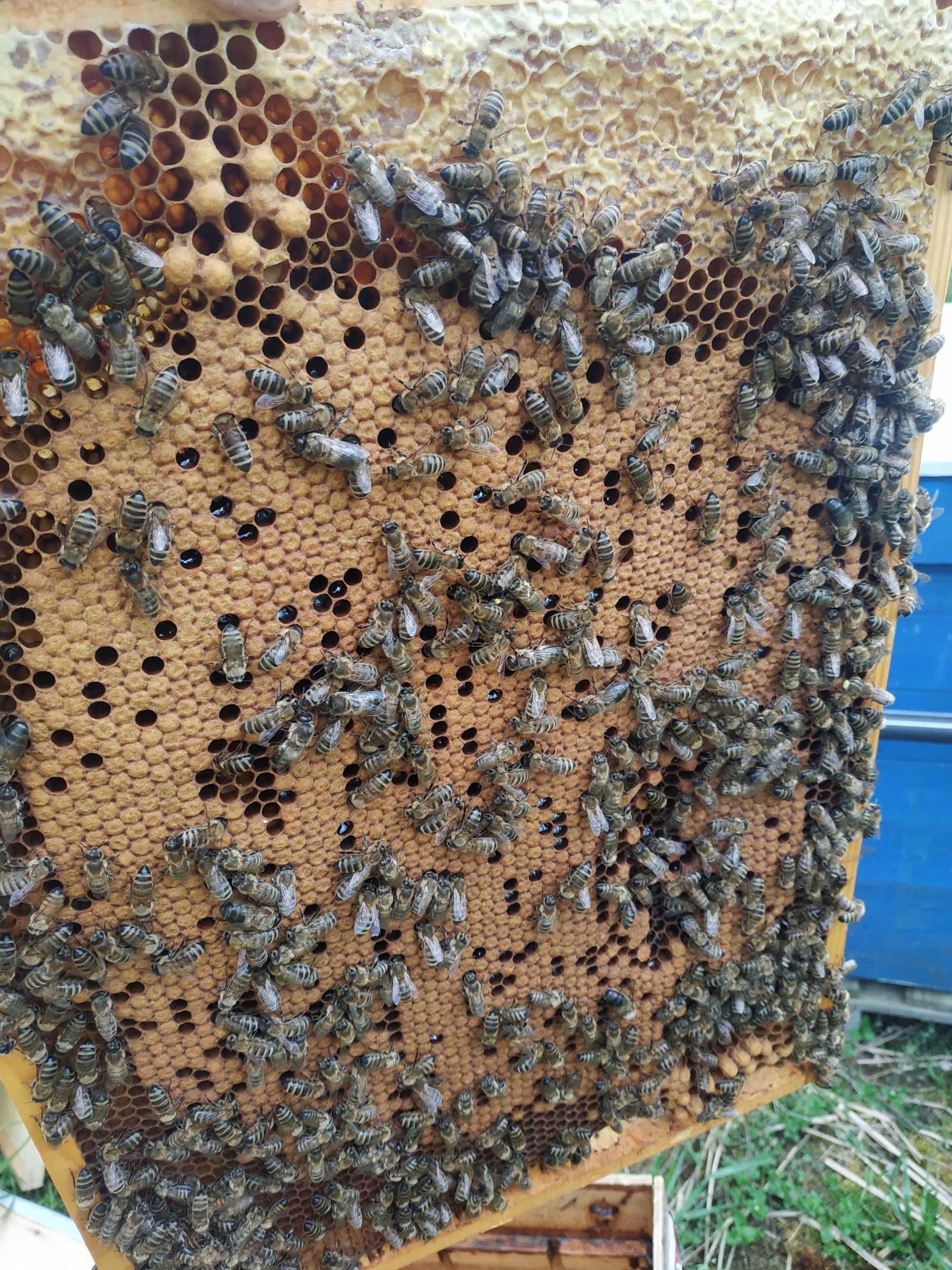 Pszczoły rodziny pszczele ramka warszawska poszerzona z ulami