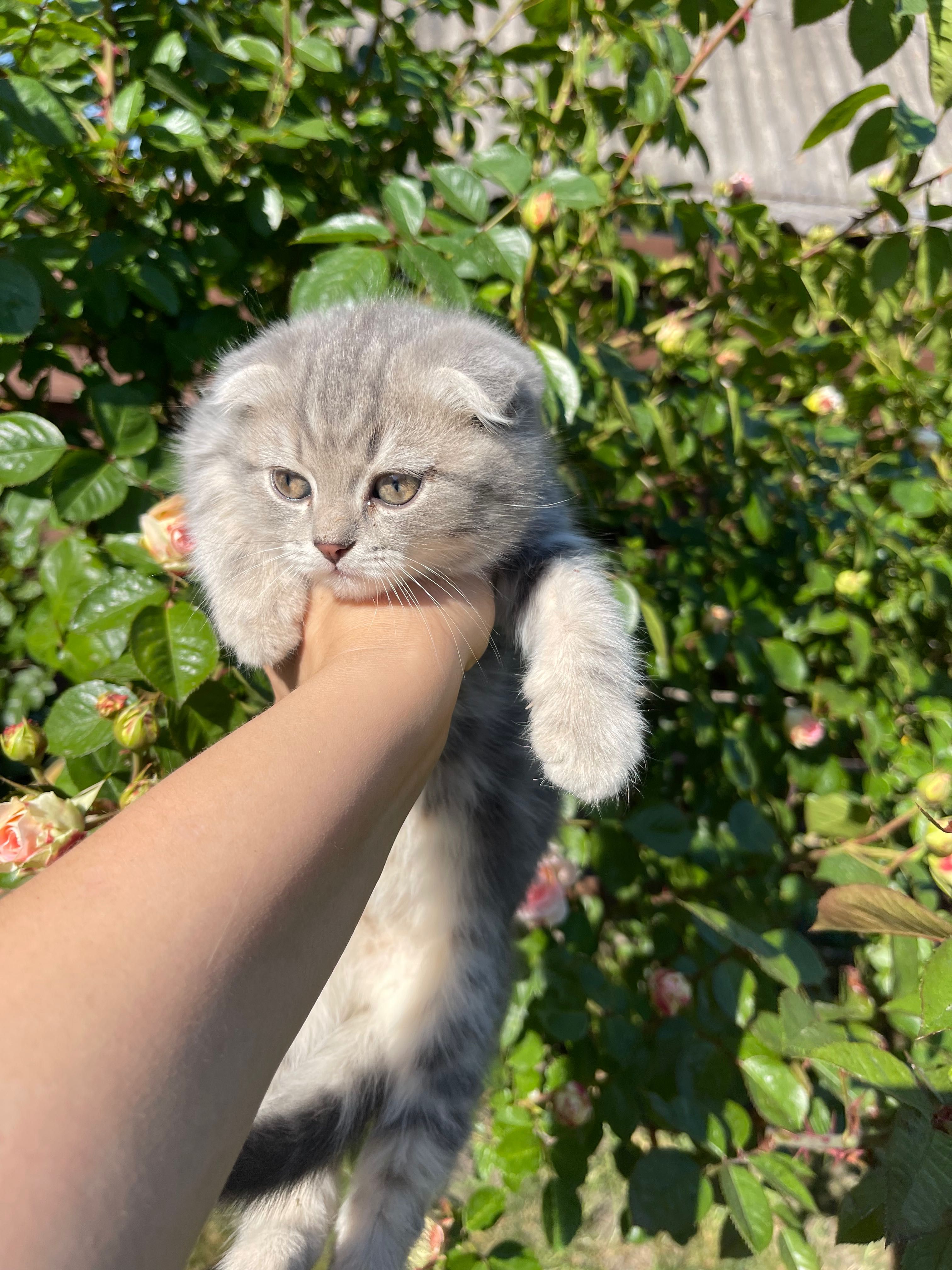 Шотландські кошенята , котик скотіш фолд віскасний, мраморний