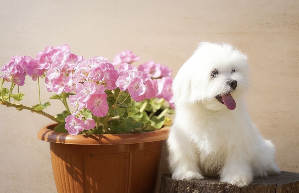 Мальтийская болонка (мальтезе)