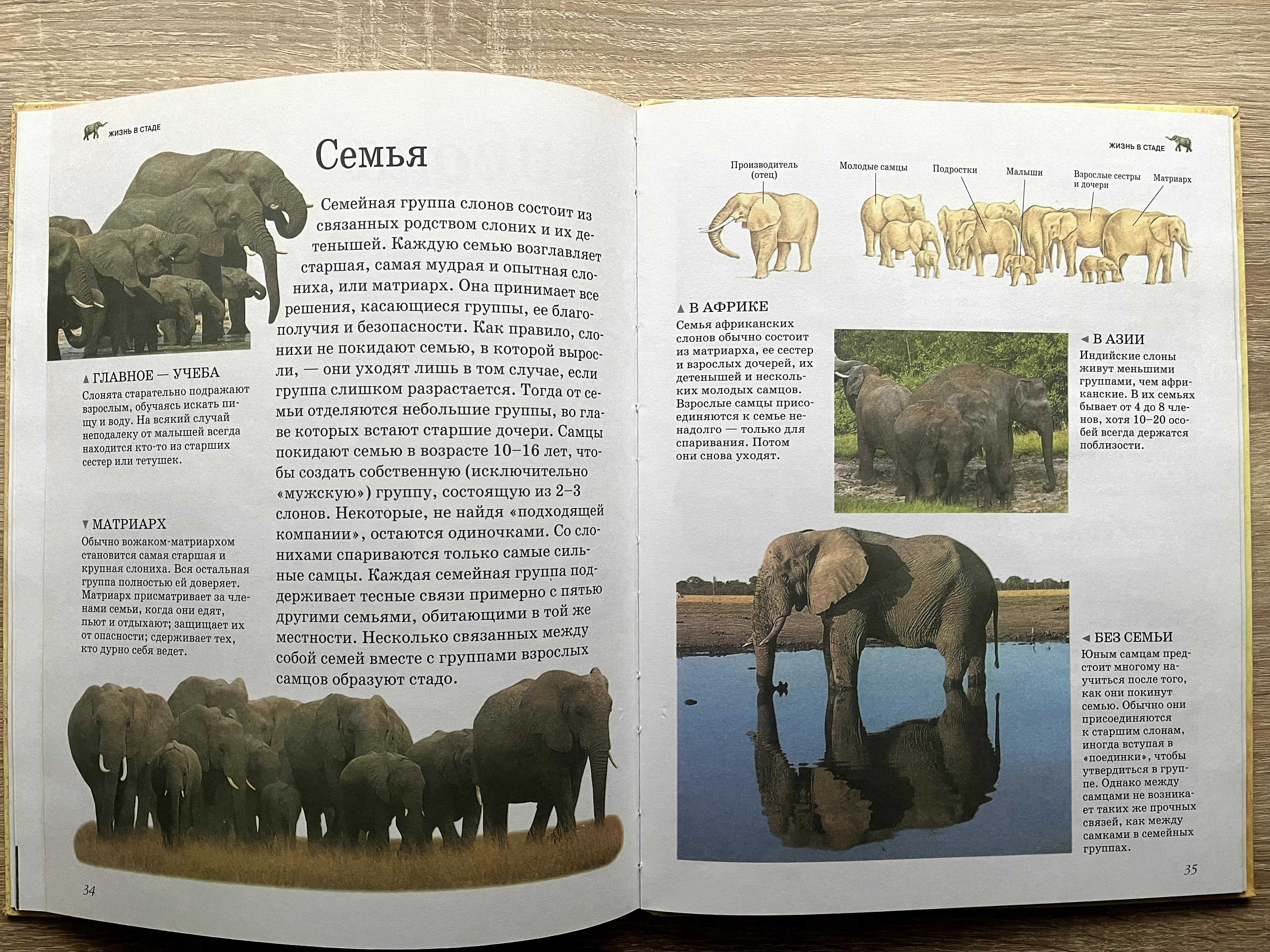 Детская енциклопедия. Слоны.