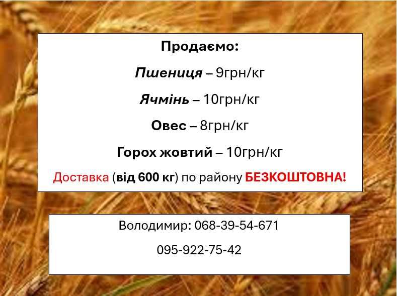 Продаємо пшеницю, ячмінь, овес, горох жовтий. Врожай 2025. Доставка!