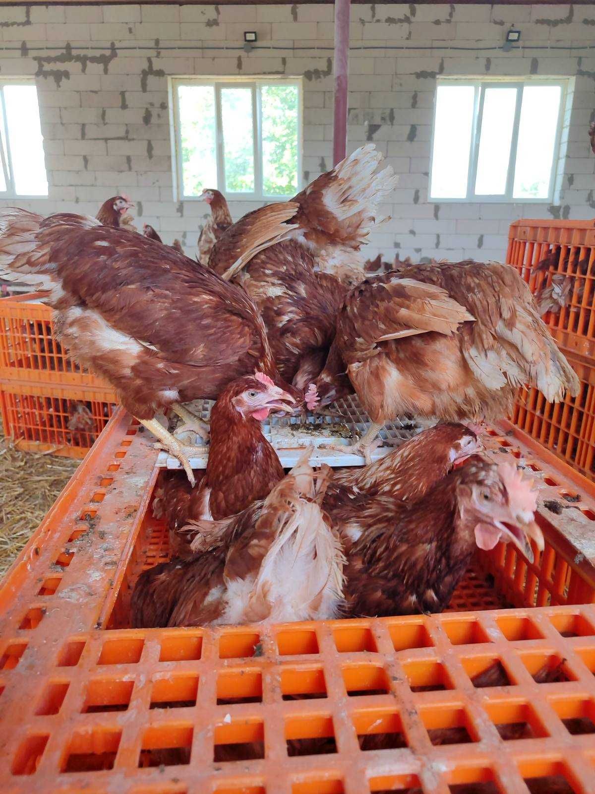 Продам кури несушки! Доставка безкоштовна. Бориспіль!