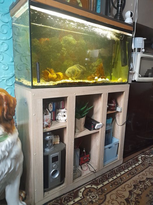 Аквариум,  акваріум