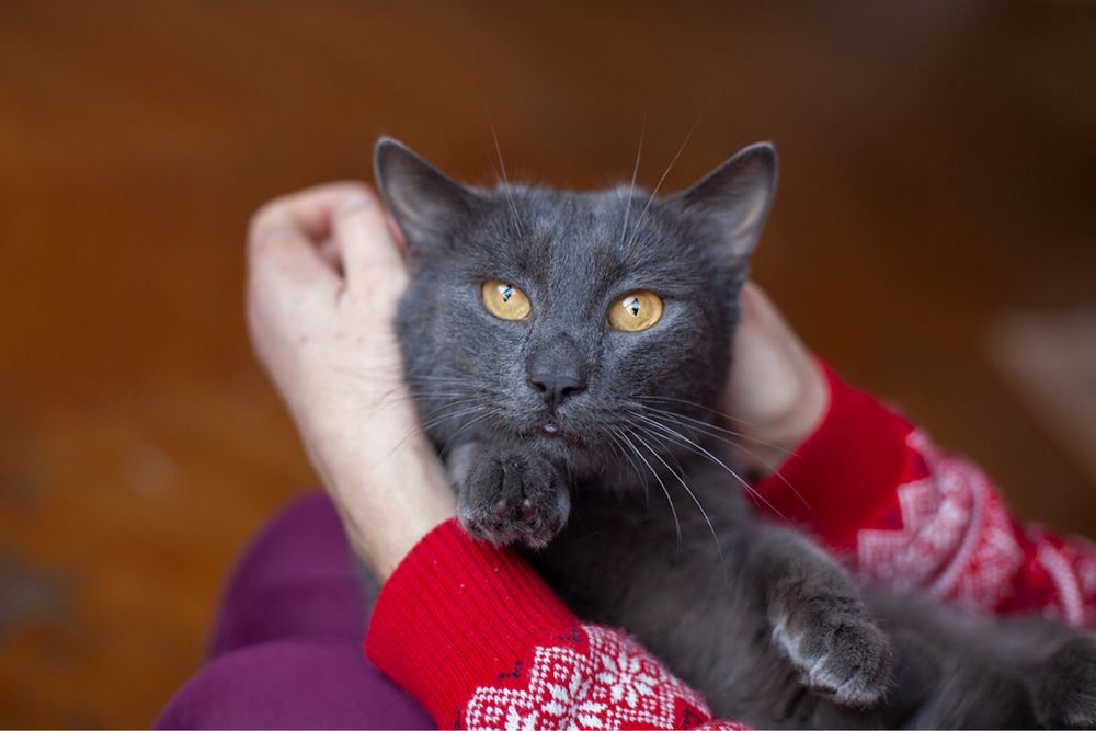 Чарівний котик шукає родину