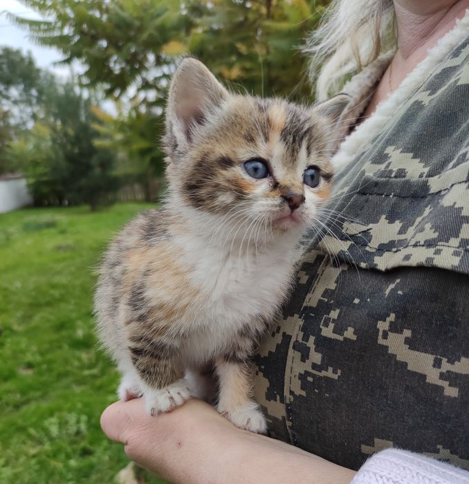 Кошенята  котики