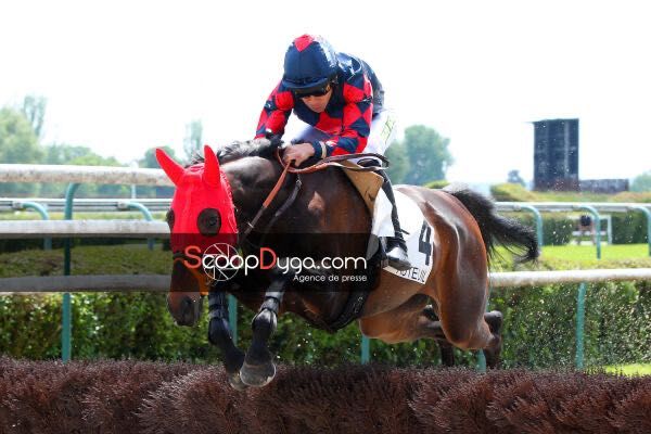 Cavalo grande super manso