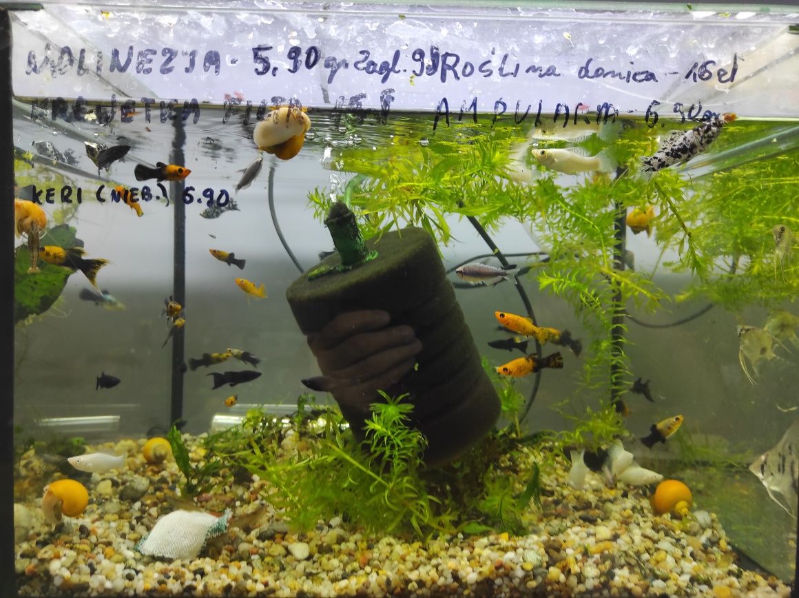 Rybki i rośliny akwariowe