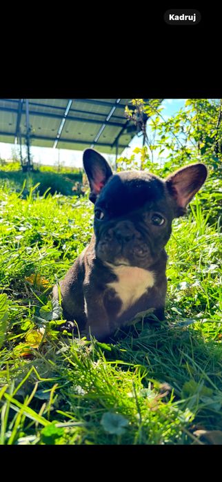 Buldog francuski z rodowodem