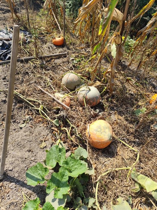 Vendo produtos frescos e naturais directos da horta!