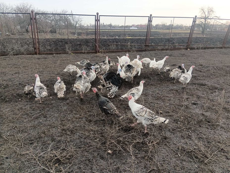 Живі індики 2023 рік индюки индейка