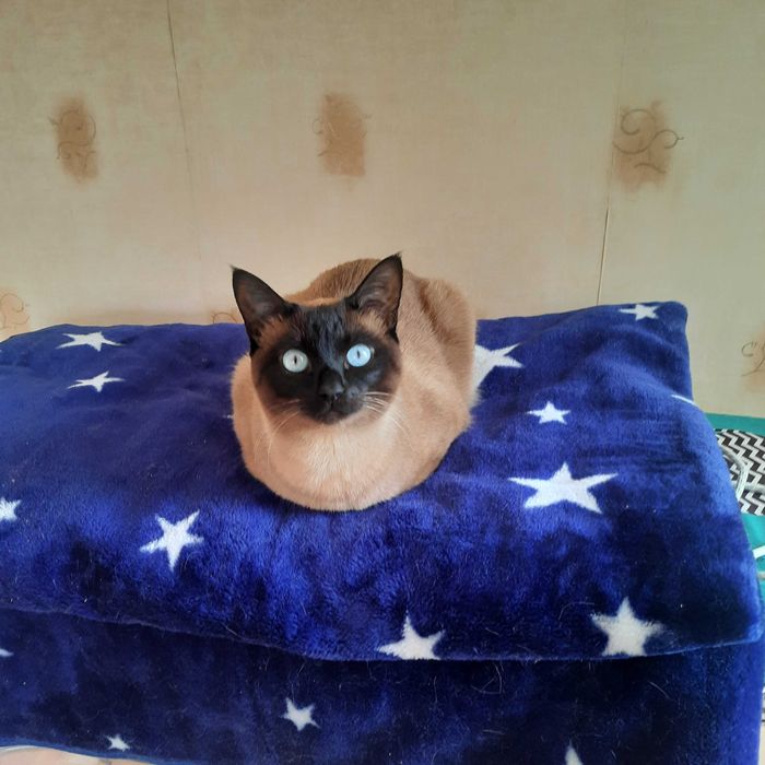 Тайские (старосиамские) красавчики