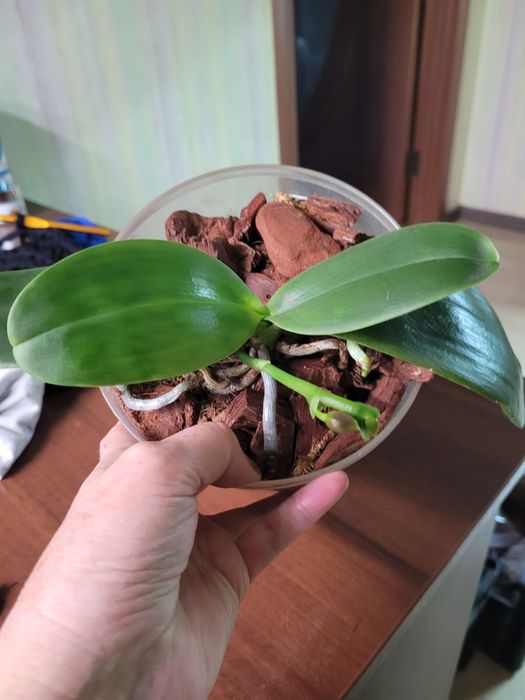 Давно домашня орхідея Анаконда, з квітконосом.