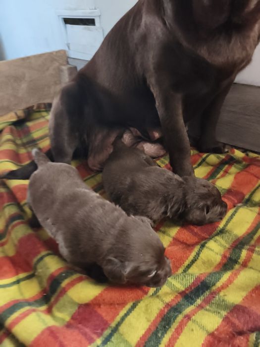 Шоколадные щенки Лабрадора есть Палевый и Черный, Доставка в Германию