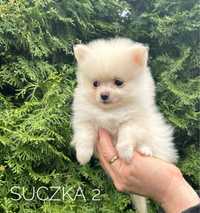 Szpic miniaturowy pomeranian, suczka cream, kremowa!