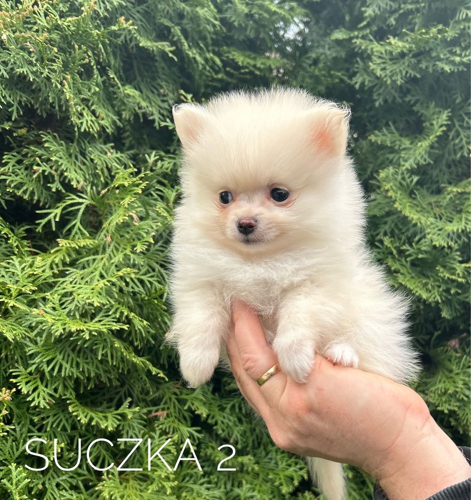 Szpic miniaturowy pomeranian, suczka cream, kremowa!