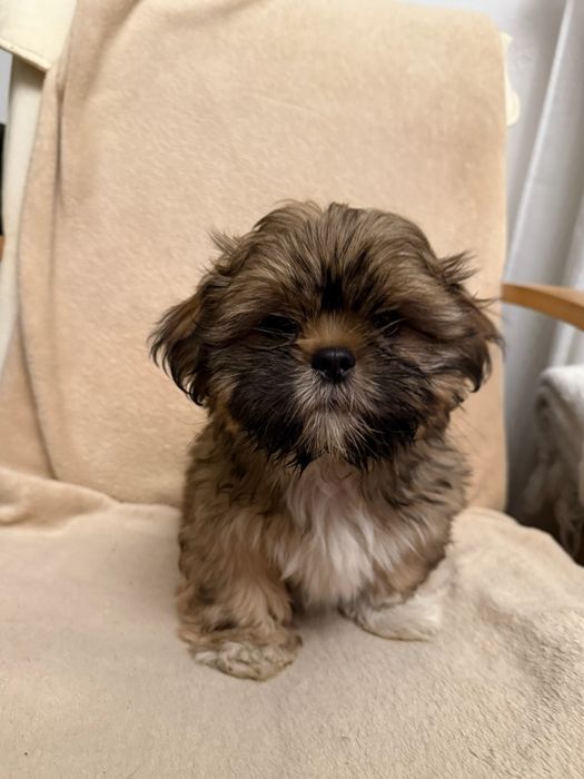 Piesek Shih Tzu szczeniak
