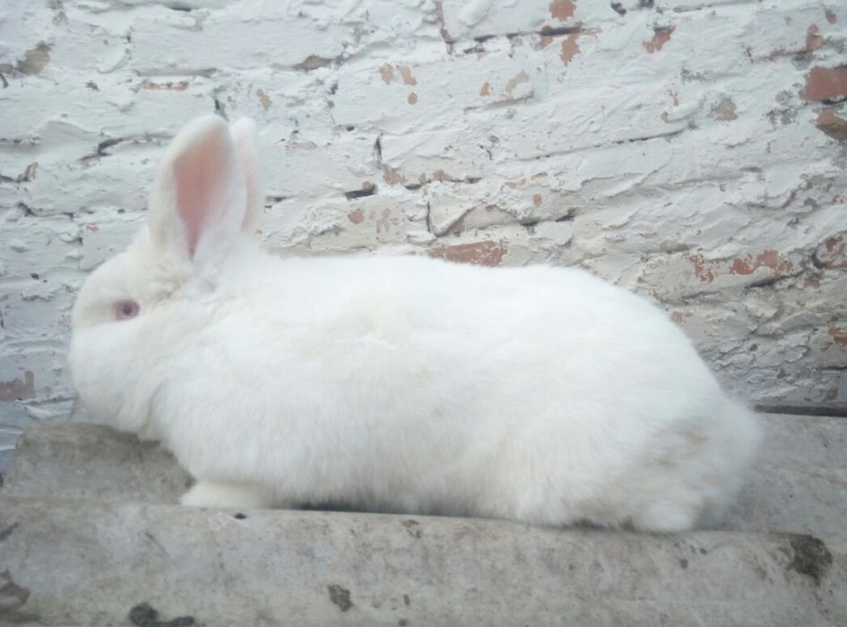 Продам молодняк НЗБ самці та самки Новозеландські білі з Європи