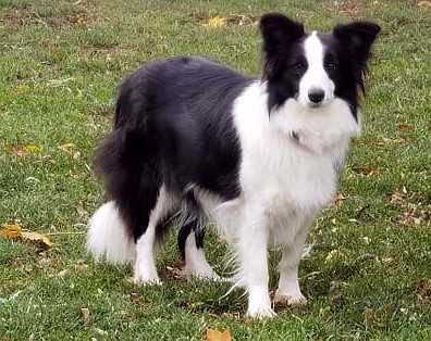 Border collie , chłopiec czarno biały ZKwP / FCI