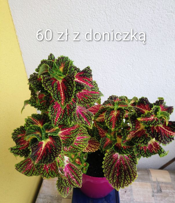 Koleusy  ceny widoczne w opisie