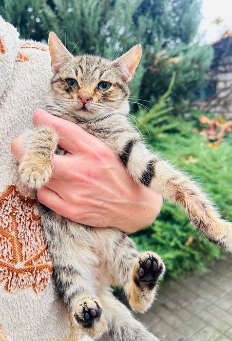 Котята, 3 місяці,корабельний рн