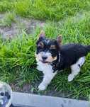 Yorkshire terrier tricolor