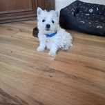 West highland white terrier