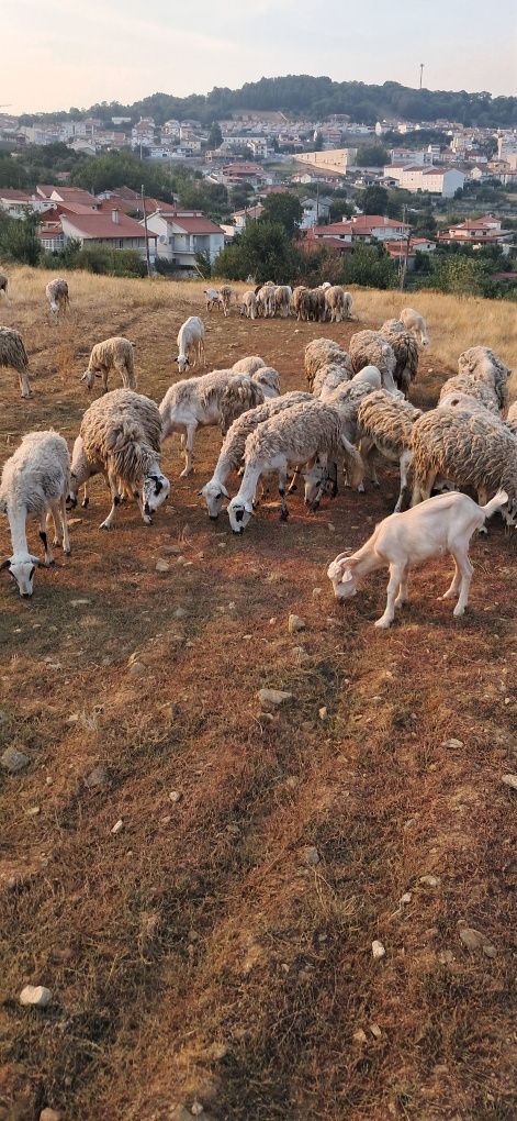 Vendo rebanho churra bragançana 50 e 9 cabras
