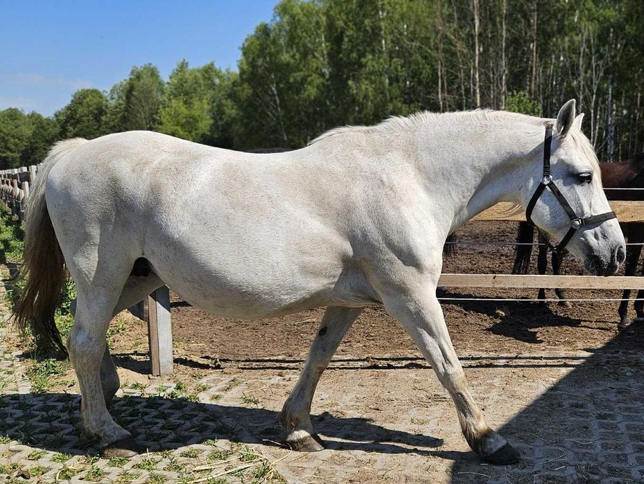 Lara z Karolkiem szukają nowego domu