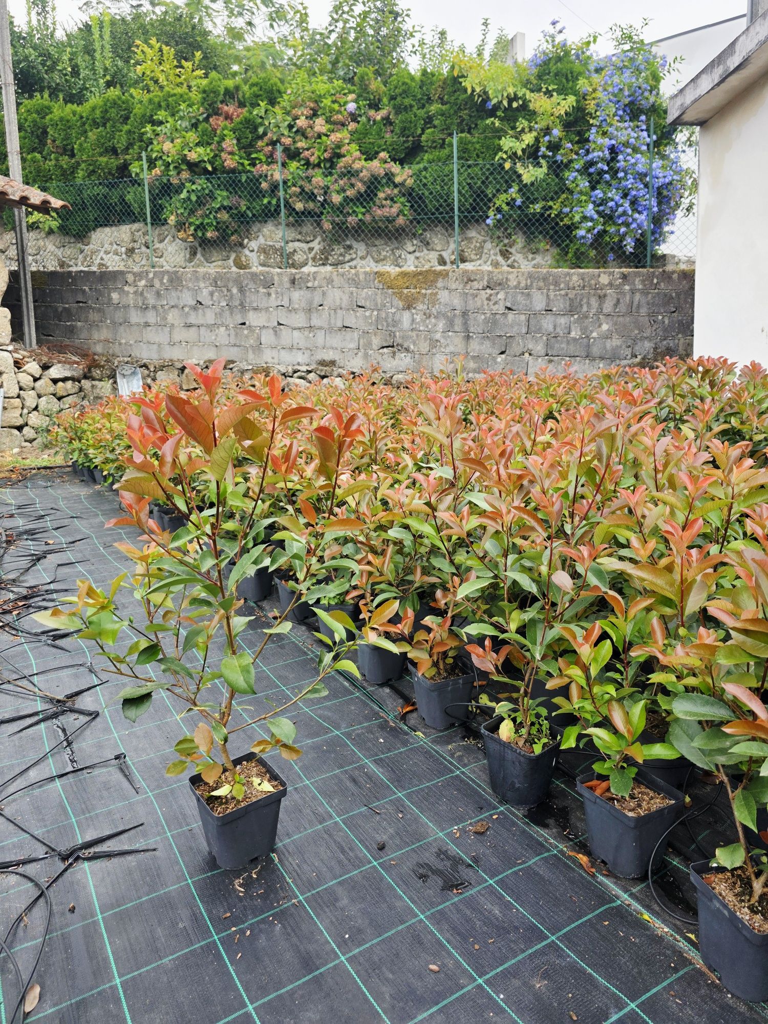 Photinias Red Robin