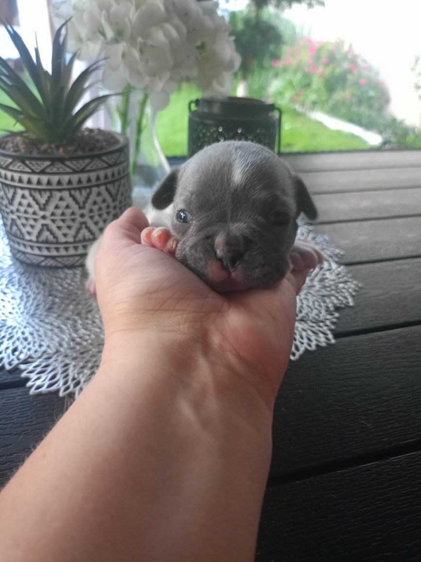 Buldog francuski