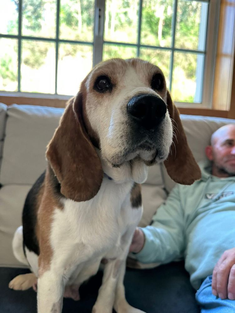 Malva - Beagle para adoção responsável