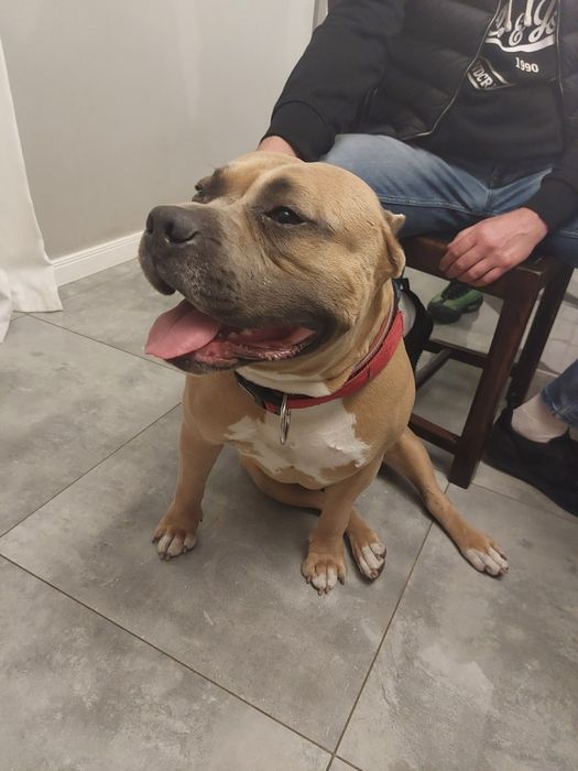 Amstaff. Piękny chłopiec. Zapraszamy do rezerwacji .