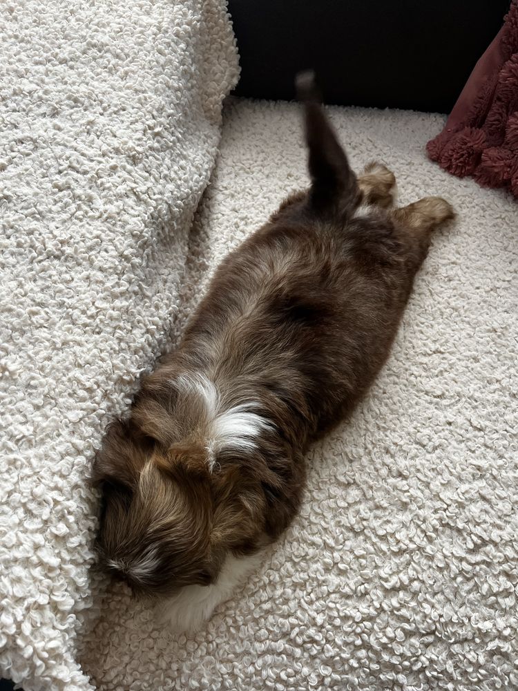 Piękny Piesek Shih Tzu Gotowy Do Odbioru