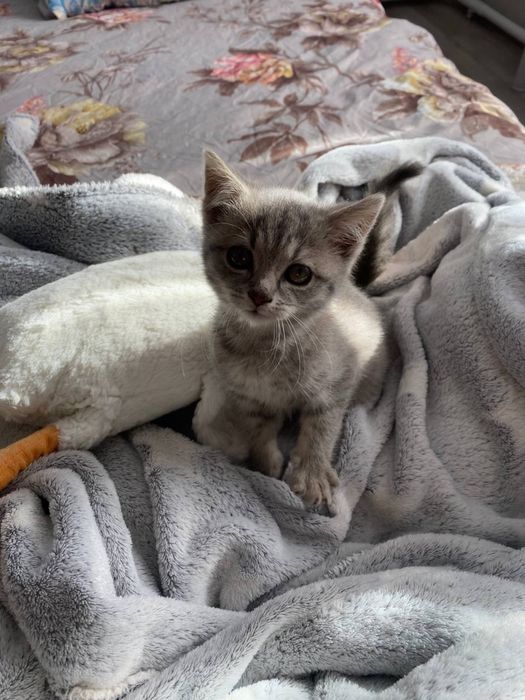 Віддамо котика в добрі руки
