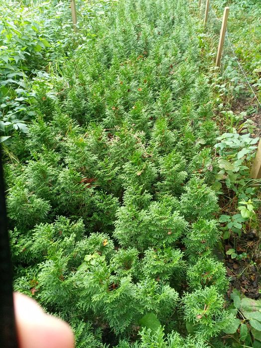 tuje szmaragd 40-50 cm