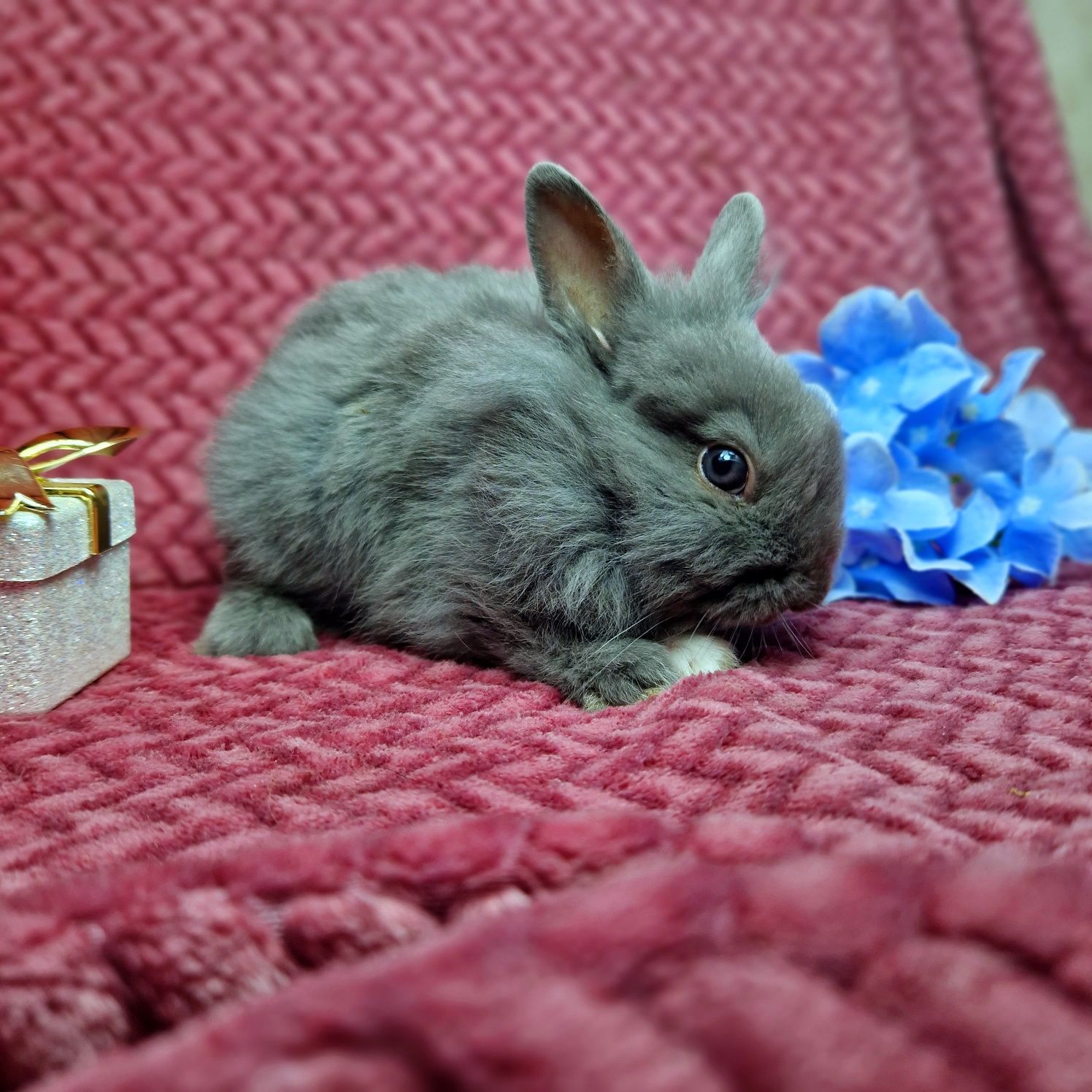 Карликовый мини кролик,порода Львиная голова,голубой окрас,девочка