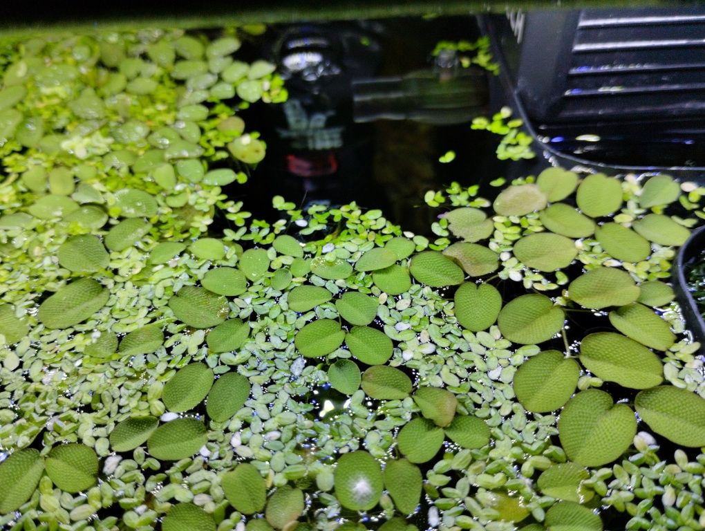 Salvinia ariculata (planta de superfície para aquário)