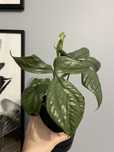 Amydrium Medium Silver/ Monstera Spiderman Silver okaz kolekcjonerki