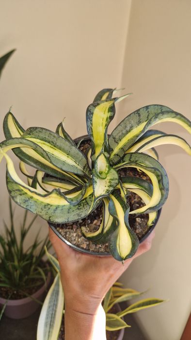 Коллекційна сансевієрія, sansevieria