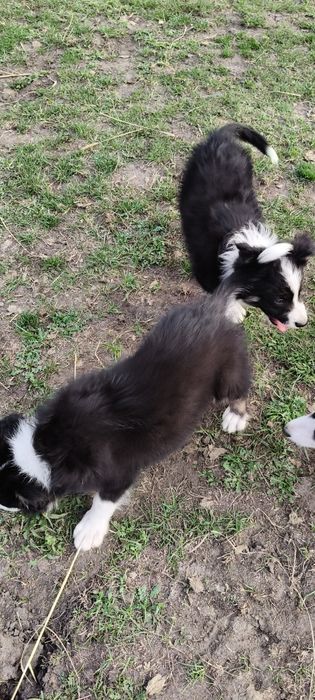Border Collie ur.09. 06. 2025 ( Suczka  )