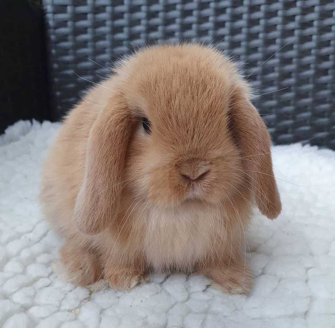 KIT Coelhos anões orelhudos, mini lop adoráveis e super inteligentes