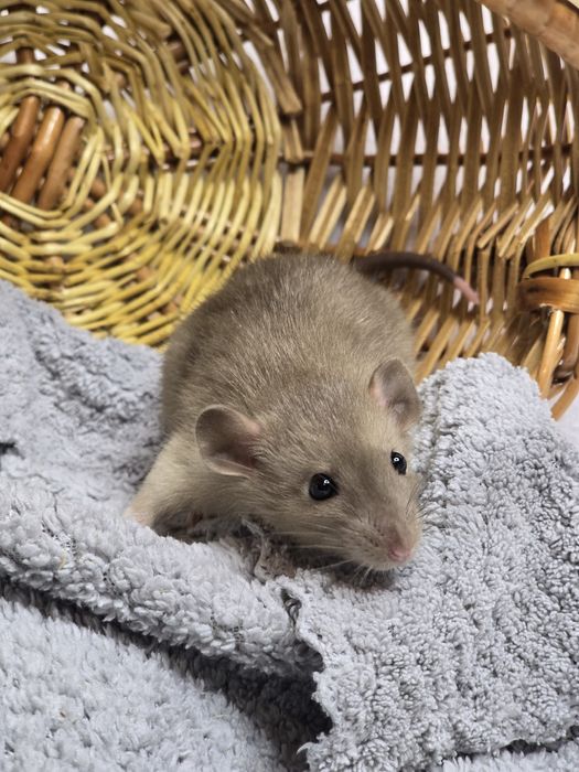 Ручные крысята дамбо. Есть доставка, клетки. Домашние ручные крысы, кр