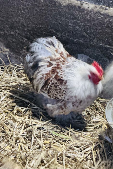 Sprzedam koguta rasy kochin miniaturowy porcelanowy  karzełek